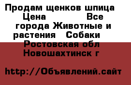 Продам щенков шпица › Цена ­ 20 000 - Все города Животные и растения » Собаки   . Ростовская обл.,Новошахтинск г.